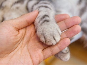 Cat's foot