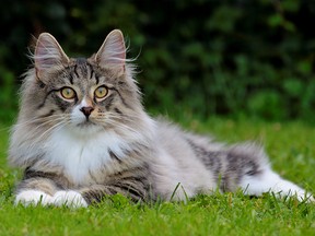 File photo of a Norweigan Forest Cat.