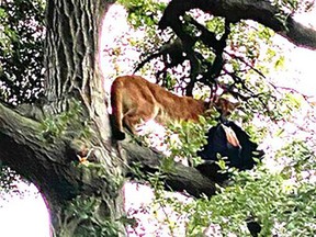 A mountain lion attacked a three year old boy on Jan. 20. The mountain lion was holed up in a tree and later killed. (OCFA Photo)