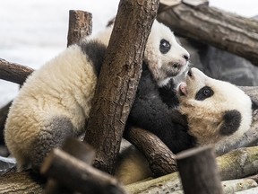 Five-month-old twin panda cubs Meng Xiang (Pit, L) and Meng Yuan (Paule), both male, are seen during a media opportunity at Zoo Berlin on Jan. 29, 2020 in Berlin, Germany.