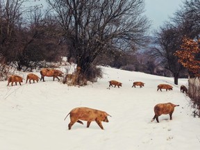 A group of domestic pigs walking through a woodland covered in snow.