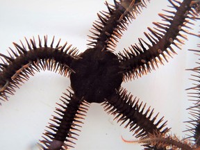 A red brittle star, Ophiocoma wendtii, is seen in this image released on January 2, 2020.