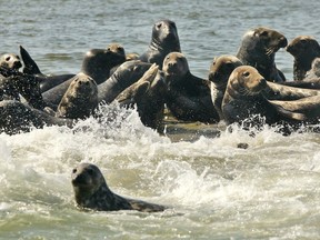 A colony of grey seals basks in the sun on a sand shelf in Chatham Harbor in Chatham, Mass., Thursday, Sept. 28, 2006. (THE CANADIAN PRESS/AP, Julia Cumes)