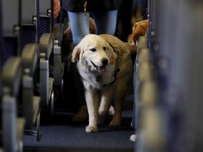 In this April 1, 2017 file photo, a service dog strolls through the aisle inside a United Airlines plane at Newark Liberty International Airport while taking part in a training exercise in Newark, N.J. (AP Photo/Julio Cortez, File)