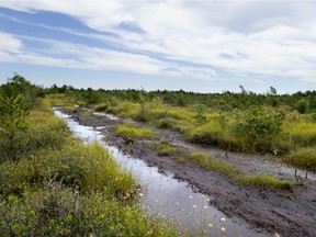 A Delta, B.C., teen was located unconscious in Burns Bog on New Year's Day.