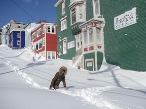 A resident makes her way through the snow in St. John's on Saturday, Jan. 18, 2020.