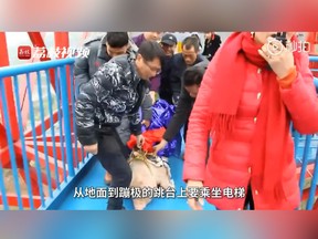 Video posted on Weibo shows a pig being dragged on a bungee jump platform at Meixin Red Wine Town theme park in Chongqing, China. (Weibo screengrab)