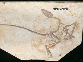 The fossil of a Cretaceous Period dinosaur called Wulong bohaiensis. (San Diego Natural History Museum)