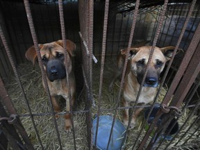 Dogs look out from a cage at a dog farm during a rescue event, involving the closure of the farm organised by the Humane Society International (HSI), in Hongseong on February 13, 2019.