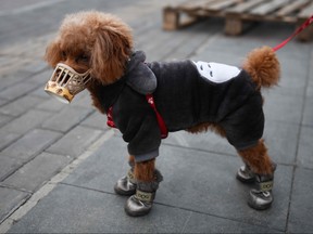 A dog wears a homemade cover over its snout, which its owner said was as a preventive measure against the COVID-19 coronavirus as he stands on a sidewalk in Beijing on Feb. 25, 2020. (GREG BAKER/AFP via Getty Images)