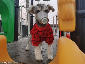 A dog wearing a mask in China. (Weibo photo)