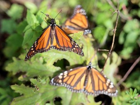 Monarch butterflies cling to a plant at the Sierra Chincua butterfly sanctuary on a mountain in the Mexican state of Michoacan, Mexico November 29, 2019. (REUTERS/Josue Gonzalez/File Photo)