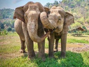 Two elephants were caught on camera stealing from passing motorists in Thailand earlier this month.