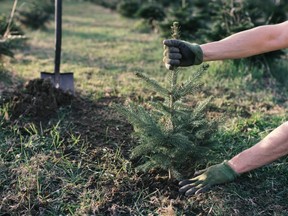 Worker plant a young tree in the garden. Small plantation for a christmas tree. Picea pungens and Abies nordmanniana. Spruce and fir.