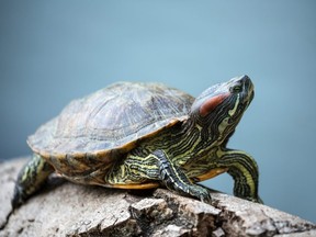 turtle crawl on timber