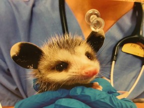 A veterinary assistant at the Clinic for the Rehabilitation of Wildlife (CROW) holds a Virginia opossum being treated at the facility. (Sam Pazzano/Toronto Sun)