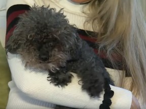 Porschia the toy poodle is lucky to be alive after escaping from the clutches of a hawk. (Video screen grab)