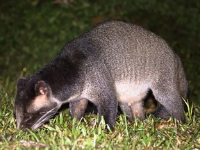 A masked palm civet is seen in Kaeng Krachan National Park in Thailand.