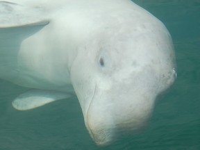 A beluga whale is seen in this undated handout photo.