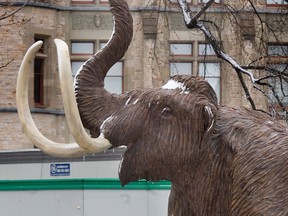 A wooly mammoth statue is pictured outside Ottawa's Museum of Nature in this April 7, 2009 file photo.  (Postmedia Network files)