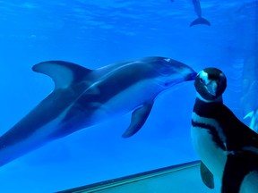 Wellington, a 32-year-old rockhopper penguin, meets other animals as exploring the aquarium's Amazon Rising exhibit at Shedd Aquarium in Chicago, March 15, 2020.  (SHEDD AQUARIUM/Handout via REUTERS)