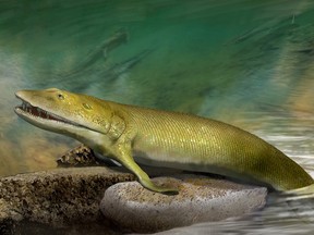 Quebec researchers have found a fossil that they say is one of the first animals to climb out of the ancient seas to live on land.They add the fins of the 350-million-year-old fish, shown in a handout, contain finger-like bones that are probably the origin of the human hand. (THE CANADIAN PRESS/HO-University of Quebec-Katrina Kenny)
