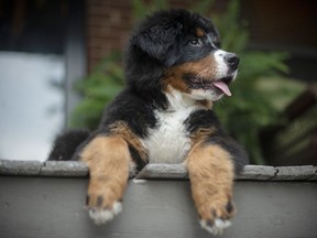 A dog lays down on a front porch in Toronto Saturday, July 6, 2019.