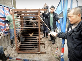Workers prepare to move a moon bear from a truck after being rescued from a bear bile farm in Chengdu, China on Feb. 6, 2009. (PETER PARKS/AFP/Getty Images)