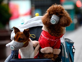 In this Feb. 19, 2020, file photo, dogs wearing masks are seen in a stroller in Shanghai