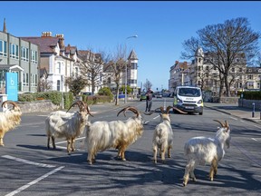 A herd of goats walk the quiet streets in Llandudno, north Wales, Tuesday March 31, 2020. A group of goats have been spotted walking around the deserted streets of the seaside town during the nationwide lockdown due to the coronavirus. (Pete Byrne/PA via AP)