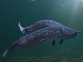 Rare arctic whale species in natural environment. (Getty Images)