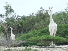 A handout image made available by the Ishaqbini Hirola Community Conservancy on March 10, 2020, shows the rare white giraffe and her calf taken on May 31, 2017, in northeastern Kenya.