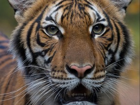 Nadia, a 4-year-old female Malayan tiger at the Bronx Zoo, that the zoo said on April 5, 2020 has tested positive for coronavirus disease (COVID-19) is seen in an undated handout photo provided by the Bronx zoo in New York. (WCS/Handout via REUTERS)