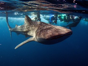 Snorkelers swim with a whale shark, the world's largest fish, at Maldives' South Ari Atoll August 27, 2012. (REUTERS/David Loh/File Photo)