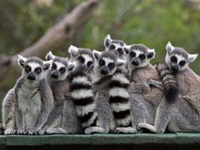 Ring-tailed lemurs stand together at the Haifa zoo in northern Israel March 27, 2010. (REUTERS/Baz Ratner/File Photo)