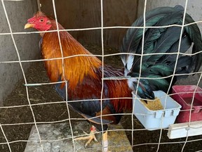 This rooster is one of many found by California police when they busted a large-scale cockfighting ring.