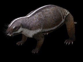 Life-like reconstruction of the opossum-sized mammal Adalatherium hui that lived 66 million years ago alongside dinosaurs on the island of Madagascar during the Cretaceous Period.