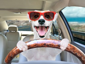 Portrait of a funny dog Jack Russell Terrier in sunglasses behind the wheel of a car.