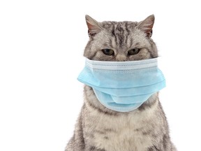 Cat in medical mask.