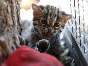 A seven-week-old leopard cub growls at Debrecen Zoo, Hungary, April 17, 2020. (REUTERS/Bernadett Szabo)