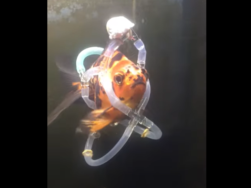 SINK OR SWIM Man builds flotation device to keep goldfish alive