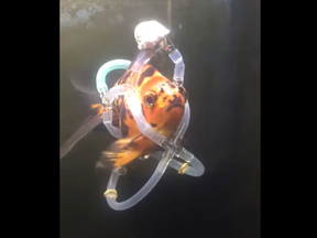 A Massachusetts man built a life jacket to save his beloved goldfish from dying.