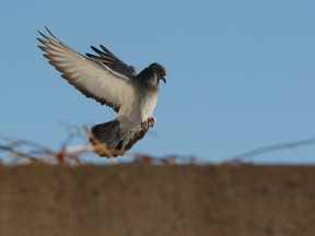 Move over James Bond. India has captured a pigeon suspected of being a trained spy for Pakistan. Yes. You read that right.