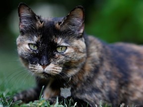 Papille, a nine-year-old cat who recovered after being tested positive for the virus is seen in his owner's garden amid the coronavirus disease outbreak, in Athis-Mons, near Paris, France, May 27, 2020.