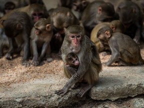 This photo taken on May 17, 2020 shows monkeys gathering during feeding time by rangers at the Hlawga Wildlife Park, outskirts of Yangon that remains closed, amid the concerns of the COVID-19 coronavirus pandemic.