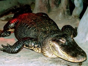 This undated handout picture released by the Moscow Zoo shows the Mississippi alligator "Saturn."