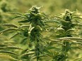 Marijuana plants grown in one of the ten grow rooms inside Aurora Cannabis' 55,000 square foot medical marijuana production facility near Cremona, Alberta on Wednesday July 27, 2016.