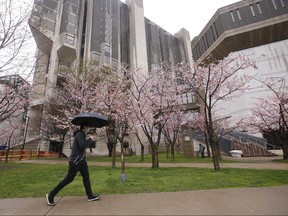 A person walks past cherry trees outside Robarts Library at the University of Toronto campus in downtown Toronto, Thursday April 30, 2020.