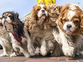 Five Cavalier King Charles Spaniel dogs for a walk in Greetsiel, northern Germany, Thursday, May 2, 2019.