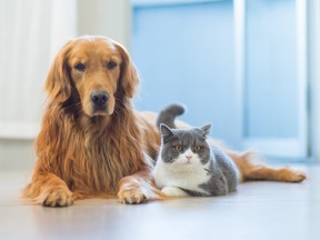 Golden Retriever dogs and cats get along amicably